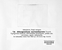 Illosporium aurantiacum image